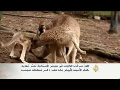الراليات تهدد الكنغر الأبيض بسيدني الأسترالية