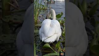 POV: A Swan Carries a Tiny Scientific Camera Across a Peaceful Lake | Realistic Wildlife Documentary