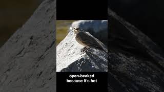 American Pipit Open-Beaked, Bathing #birds #california