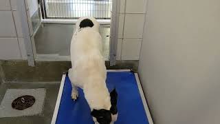acs A687195