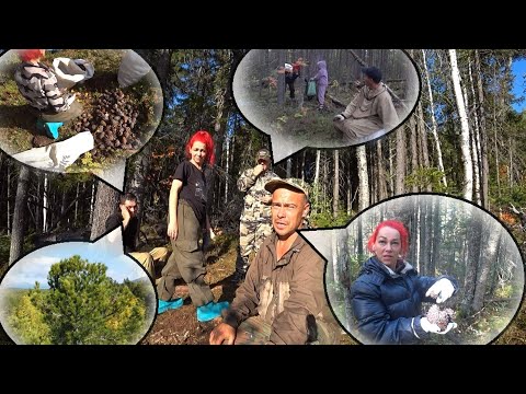 Collecting cedar cones