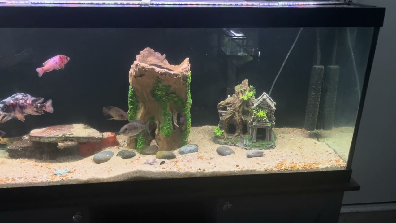 🔥 New Tank Setup for My OB Cichlids…And We’re Not Done Yet!