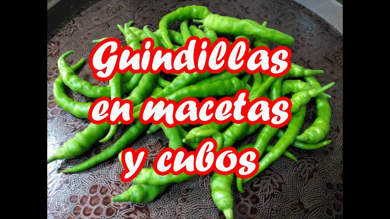 Guindillas en macetas y cubos