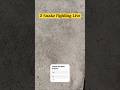 Snake fighting video captures on hidden camera by Bhola chand #shorts #viral #ytshorts