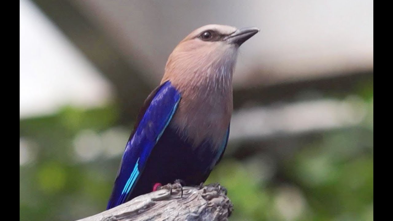 Secret UV Bird Colors: Is Your Backyard Hiding a Hidden Rainbow?