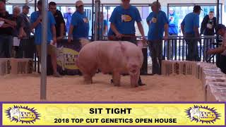 Top Cut Genetics | Sit Tight York Boar | 2018