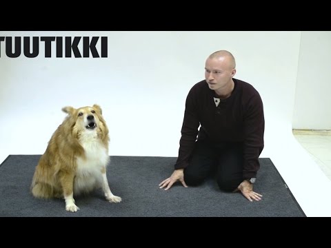Did This Guy Really Figure Out How To Talk To Dogs? Instructional Video