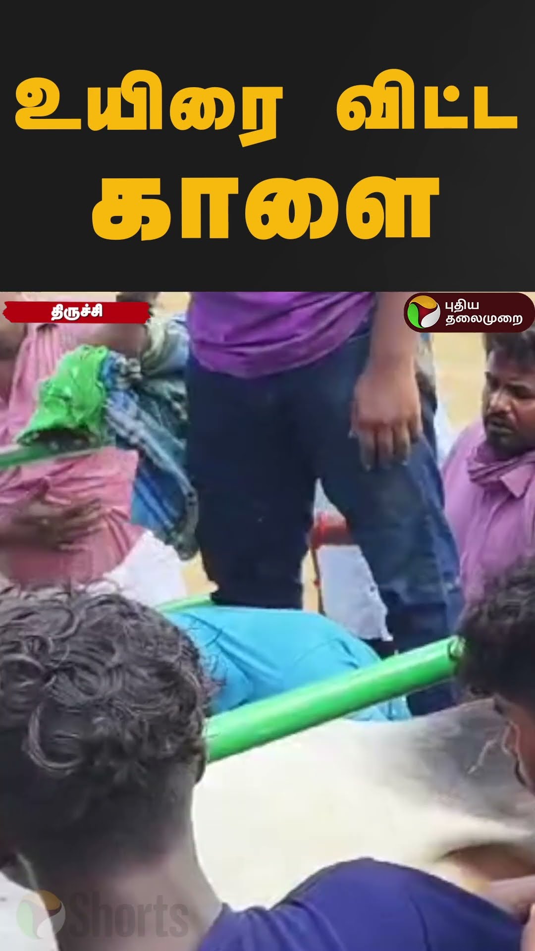 வாடிவாசல் வந்து உயிரை விட்ட காளை #shorts #jallikattu #trichy #trichyjallikattu