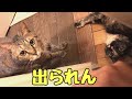 猫にトイレに閉じ込められました