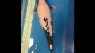 Omasako Matsukawabake 4 years old 74 cm