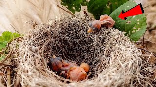 A Tiny Baby Bird At The Edge Of The Nest