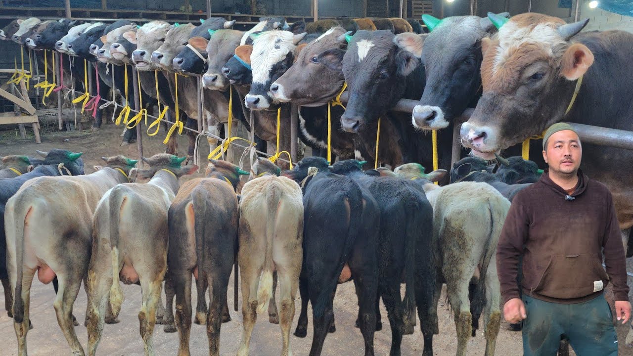 Mana Imkon Ulgurib Qoling Xamidullodan Yosh va Yemlashga Tayyor Buqalar 5-aprel, 2026