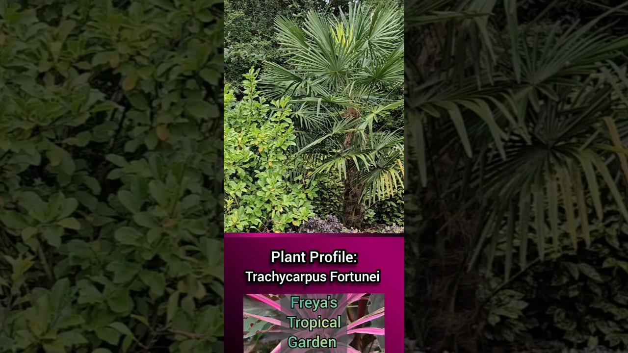 Plant Profile: Trachycarpus Fortunei