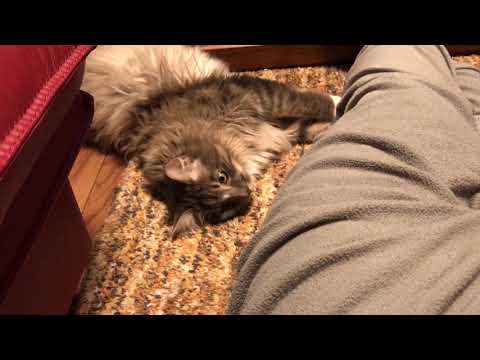 佐々木美絵ブリーダーからお迎えしたメインクーン：小太郎くん