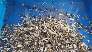 SG Sunflower seed/Pumpkin seeds  Sorting Machine/Color Sorter Machine
