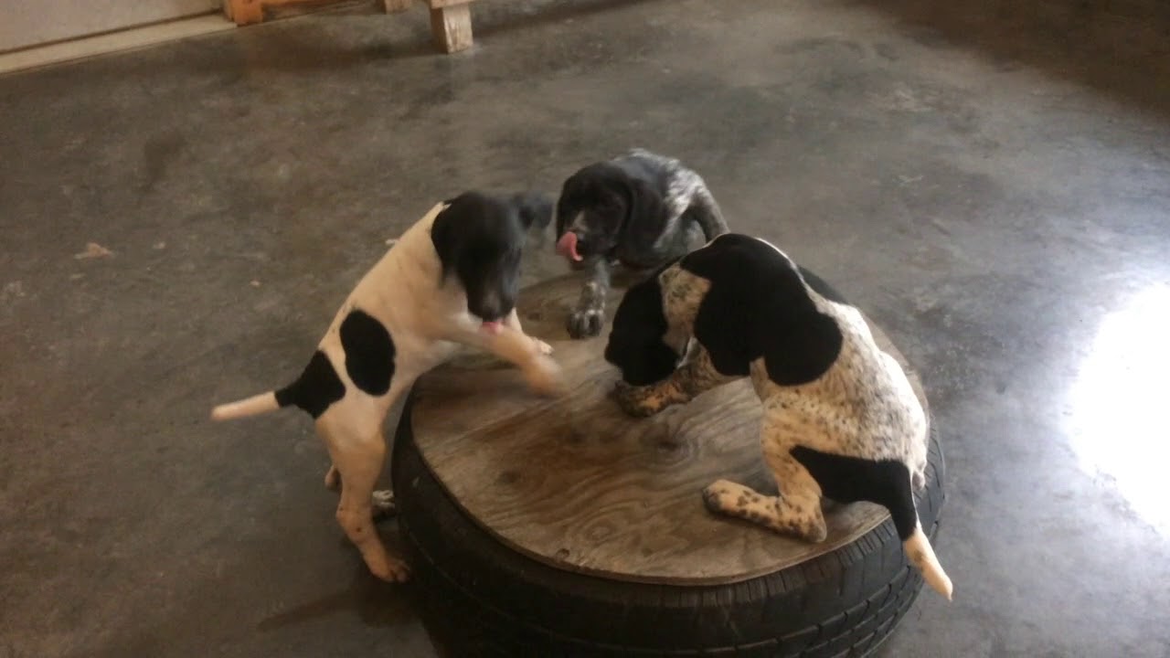 Target and Clicker Training with Diva x Drummer GSP puppies