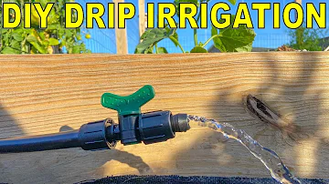 DIY Drip Irrigation Fed By Rain Barrels AND A Spigot [The BEST Guide]