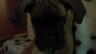 Cujo the Boxer Schluckauf (Age 11 weeks)