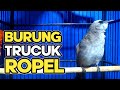 Suara Burung Trucuk Ropel Sangat Bagus Untuk Trucukan Bahan Belajar Bunyi Mp3 - Mp4 Download