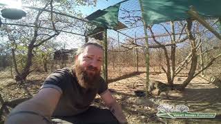 Sanctuary Life - Preparing A Cage For One Of Our Old Boys Jet