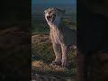 Taka Defends His Brother Mufasa Short Viral Taka Taka Defends His Brother Mufasa Short Viral Taka