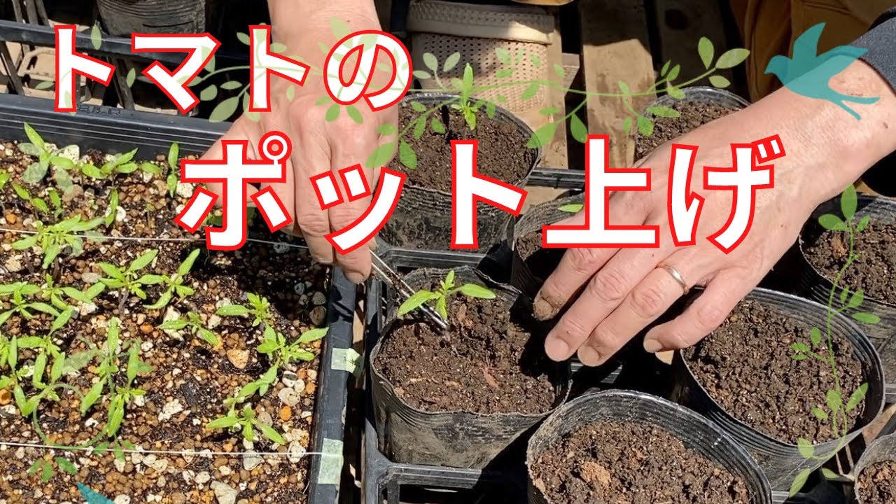 畑の草堆肥で育苗土を作って トマトのポット上げをしました 自然栽培 家庭菜園 Youtube