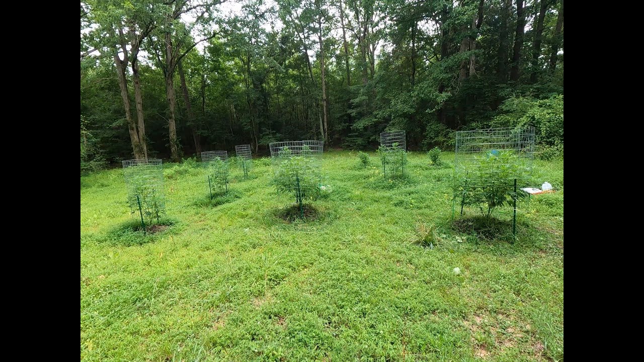 2023 Outdoor Cannabis grow site 1 July 10th update! *New Camera*