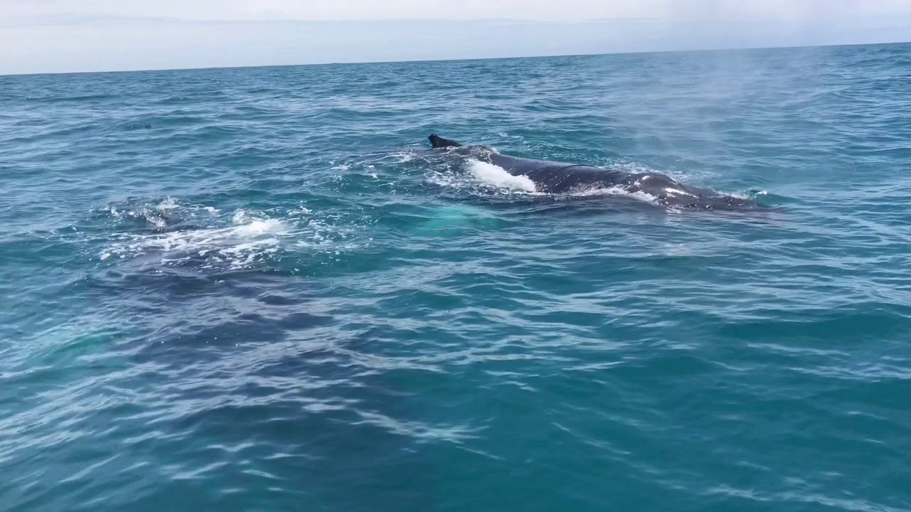 Boy Has Close Encounter With Humpback Whales Off Kerry Coast
