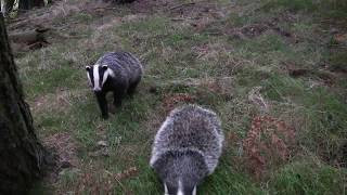 Wild Scottish Badgers  fluff up threat