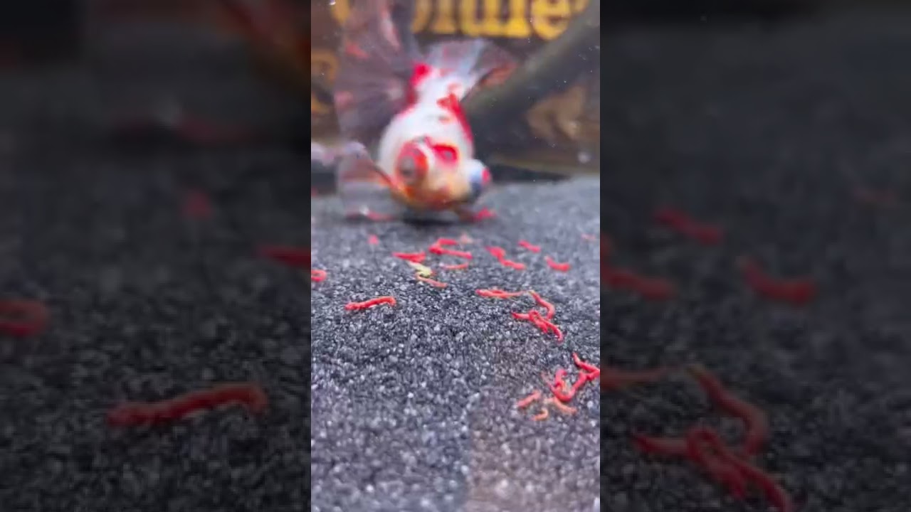 The French Man Eats Bloodworms