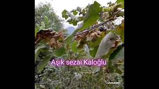 Âşık Sezai Kaloğlu. Kader Bana Düşmanmısın