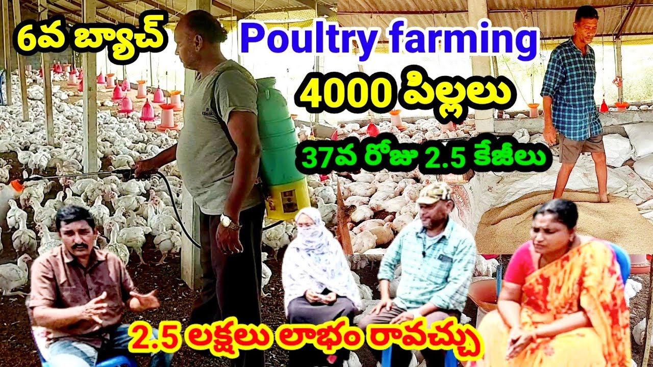Poultry farming|Chicken farming|Modern Poultry farming business|Broiler chicken farming|vvr telugu
