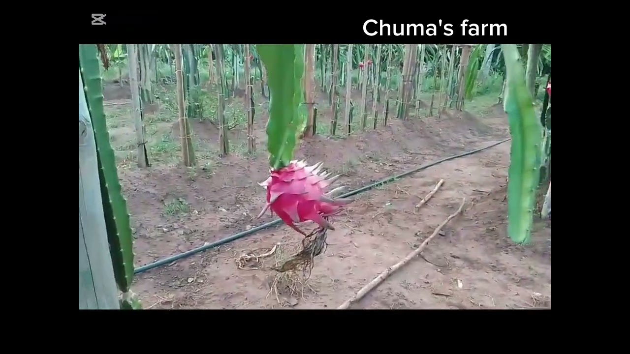 DRAGON FRUIT 4th WAVE READY FOR HARVEST