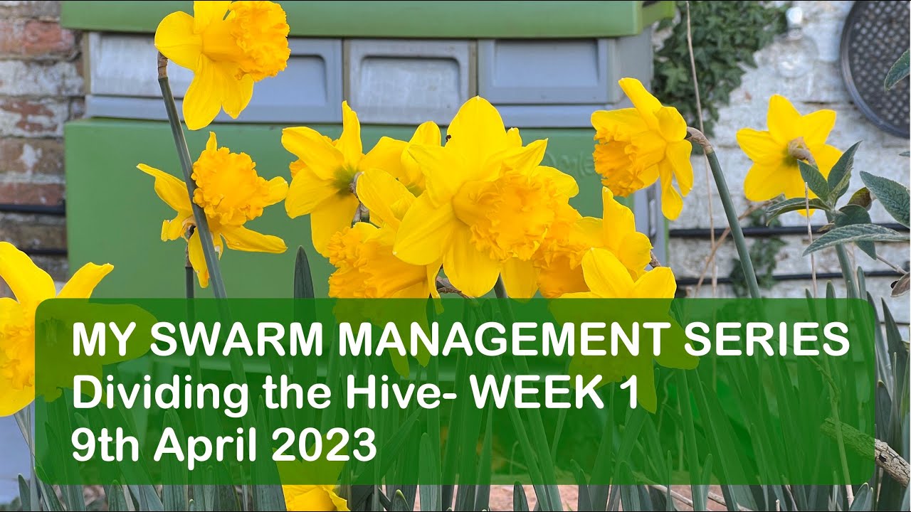 Week 1 - My swarm management series - 9th April 2023 - Dividing the hive.