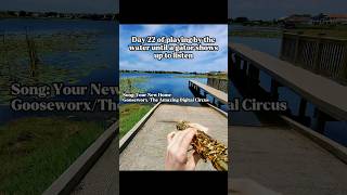 Day 22 of playing my saxophone by the water until a gator shows up to listen