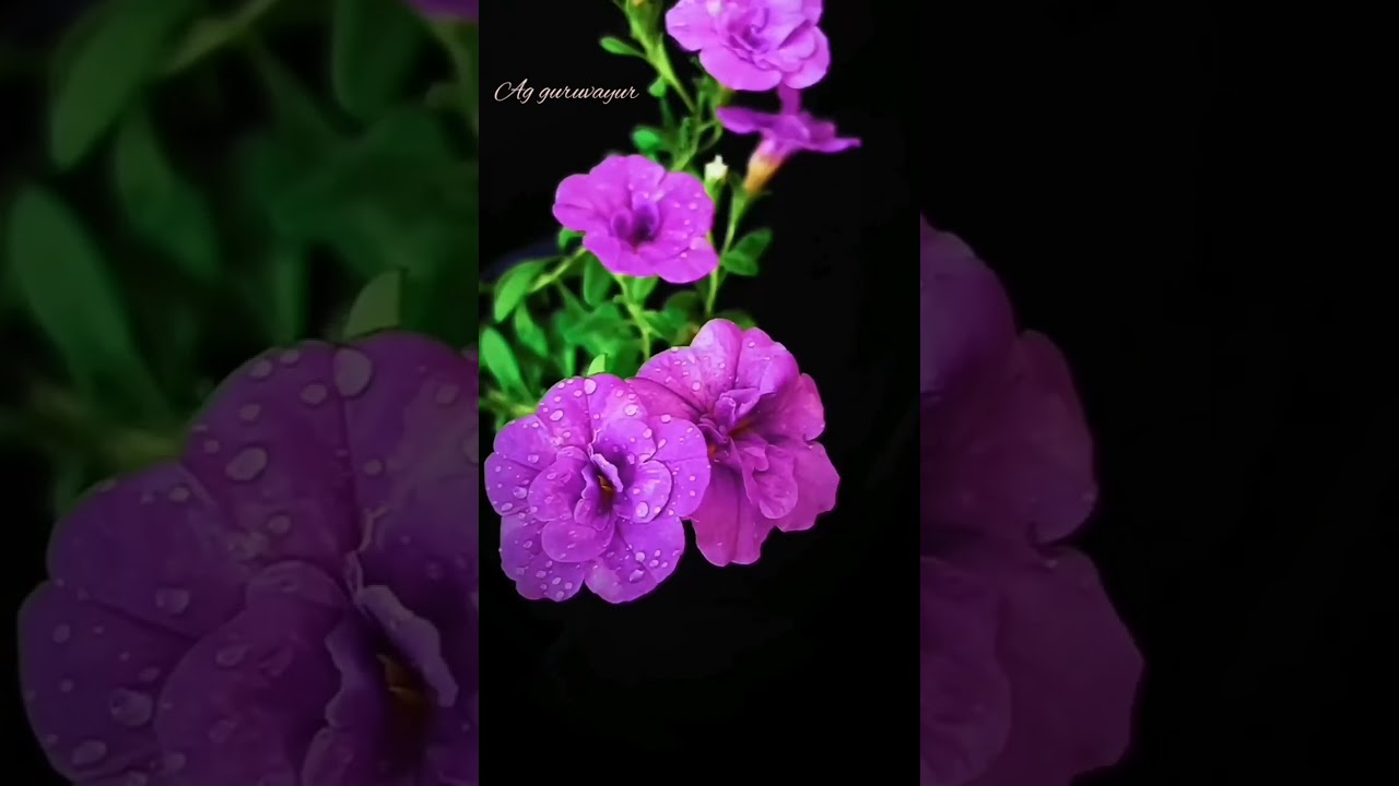 poo poothuvo♥️🌹