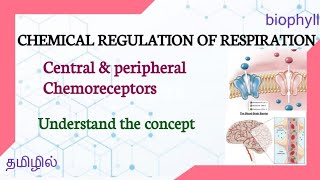 CHEMICAL REGULATION OF RESPIRATION IN TAMIL | Central & Peripheral Chemoreceptors|