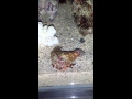 A Hawaii Hermit crab in our saltwater aquarium