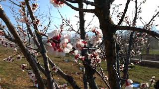 Doğanın Felsefesi: Kayısı Çiçekleri ve Yaşama Cesareti 🌸🌿