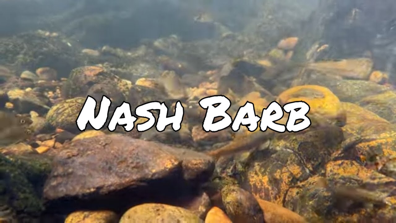 Nash Barb | Osteochilichthys nashii | Western Ghats Underwater Biotope Video
