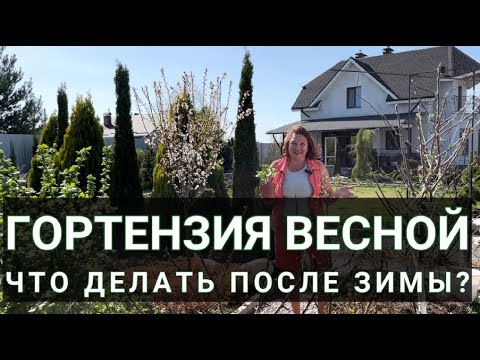 ГОРТЕНЗИЯ ВЕСНОЙ: ОБРЕЗКА, ПОСАДКА, УХОД | Гортензия — правильный весенний уход!