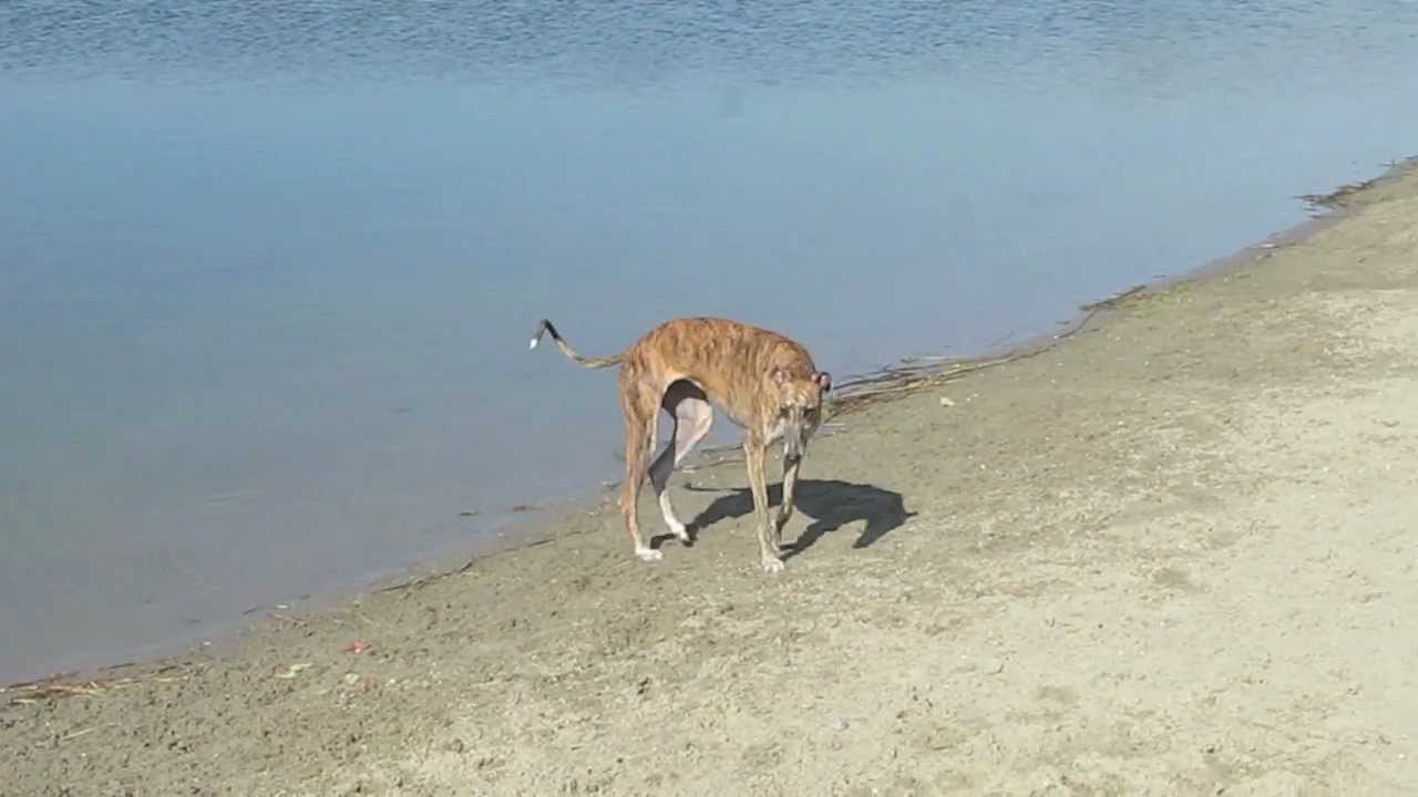 Spanish greyhound running at the dog park (Geestmerambacht)