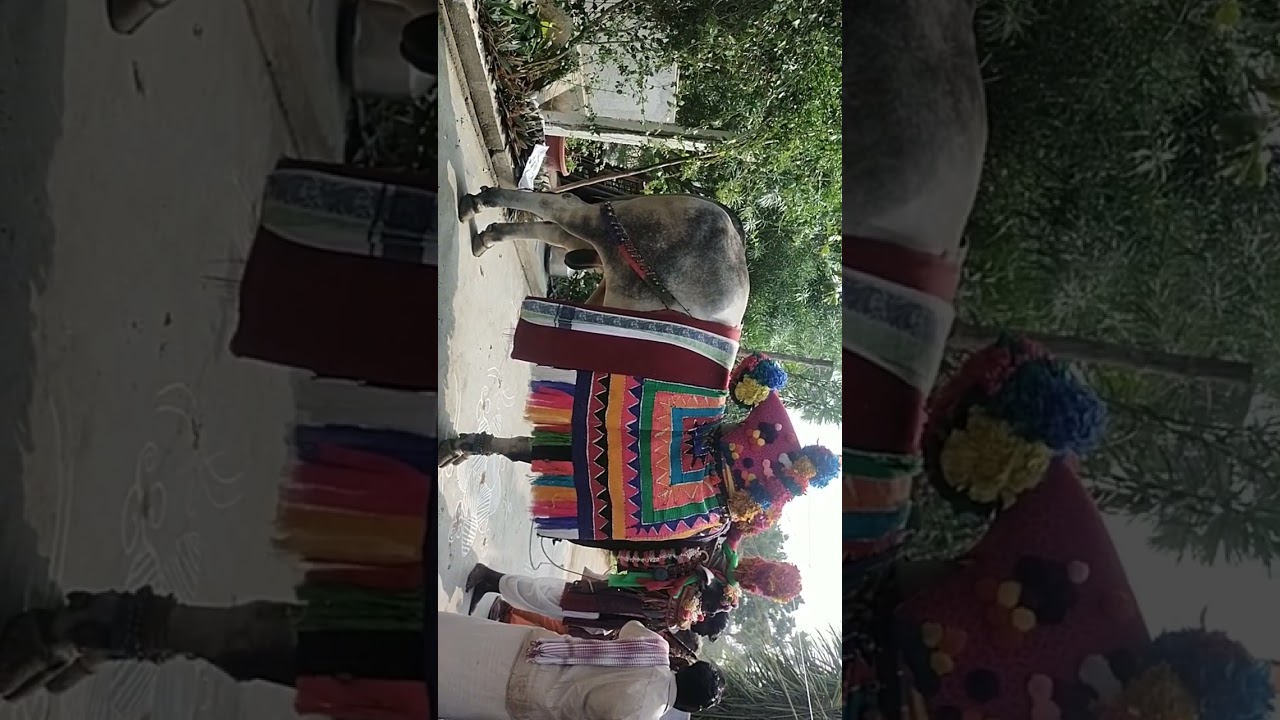 సంక్రాంతి గంగిరెద్దులు 