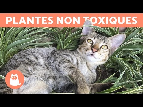 Vidéo: Quelles Fleurs Et Plantes Sont Sans Danger Pour Les Chats ?