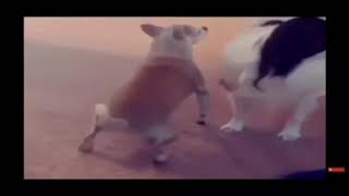 Dog Twerking To Peepeepoopoo Song For 1 Hour