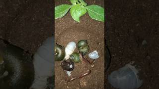 rich people die poor people die funny caterpillar, snail, millipede and beetle version #shorts