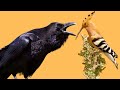 صوت الهدهد ـ هدهد بيقلد صوت الغراب
