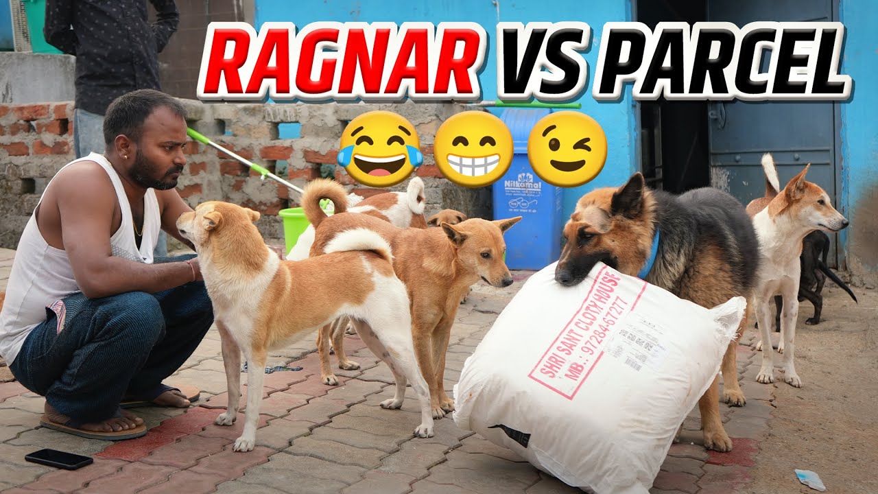 Parcel Unboxing at Ragnar Animal Shelter | Care & Support for Rescue Dogs | The Banjaara Boy Vlog 31