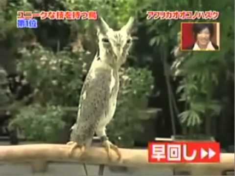 flycatcha