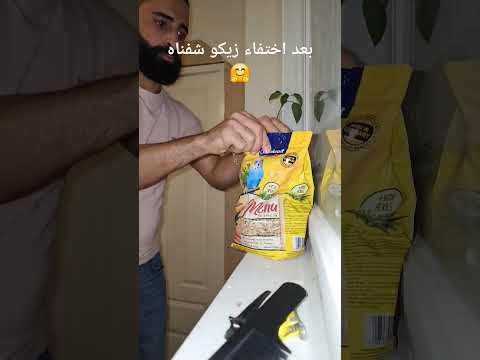 اليمامة الماسية ضاعت وشفناها شوف وين فاتت